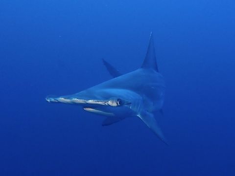 Scalloped Hammerhead Shark The scalloped Hammerhead Shark (Sphyrna lewini) is a species of hammerhead shark, and part of the family Sphyrnidae. Originally known as Zygaena lewini, the name of its genus was later renamed to its current name. The Greek word sphyrna translates into "hammer" in English, referring to the shape of this shark's head. The most distinguishing characteristic of this shark, as in all hammerheads, is the 'hammer' on its head. The shark's eyes and nostrils are at the tips of the extensions. This is a fairly large hammerhead, though is smaller than both the great and smooth hammerheads

During a dive where we were on the look out for Tiger Sharks and Silver Tip Sharks, this particular Hammerhead Shark swam directly towards me, I was taken by surprise but manage to get one clear picture of it and it went off the moment the flash on my strobe light went off :D Geotagged,Hammerhead Shark,Maldives,Scalloped hammerhead,Shark,Sphyrna lewini,Summer