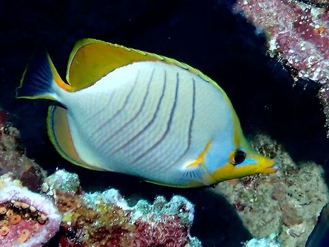 Yellowhead butterflyfish
