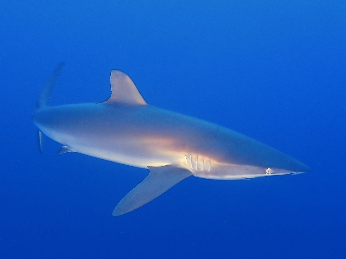 Silky The Silky Shark - Carcharhinus falciformis, also known by numerous names such as blackspot shark, grey whaler shark, olive shark, ridgeback shark, sickle shark, sickle-shaped shark, and sickle silk shark, is a species of requiem shark, in the family Carcharhinidae, named for the smooth texture of its skin. The silky shark has a slender, streamlined body and typically grows to a length of 2.5 m (8 ft 2 in). It can be distinguished from other large requiem sharks by its relatively small first dorsal fin with a curving rear margin, its tiny second dorsal fin with a long free rear tip, and its long, sickle-shaped pectoral fins. It is a deep, metallic bronze-gray above and white below.<br />
<br />
It is one of the most abundant sharks in the pelagic zone, and can be found around the world in tropical waters. Highly mobile and migratory, this shark is most often found over the edge of the continental shelf down to 50 m (164 ft).<br />
<br />
Silky Sharks can be very curious/inquisitive and they have been known to approach divers up close. They are usually found in school/groups. In this encounter, we came across a group of more than 50 of them in the blue water, circling around us and following us as we were ending our dive. Sometimes, when you think you are seeing them close in front of you but they can be even much closer from behind you! Amazing experience. Carcharhinus falciformis,Geotagged,Maldives,Shark,Silky shark,Winter
