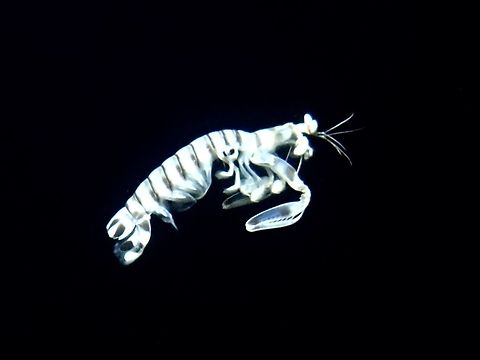 Zebra Mantis Shrimp This Zebra Mantis Shrimp - Lysiosquilla maculata is medium sized, around 15 cm, it came out at night near the surface to feeds on krill and small fishes that were attracted by the lights behind our Boat at night. Geotagged,Lysiosquillina maculata,Maldives,Mantis Shrimp,Shrimp,Winter,Zebra Mantis Shrimp