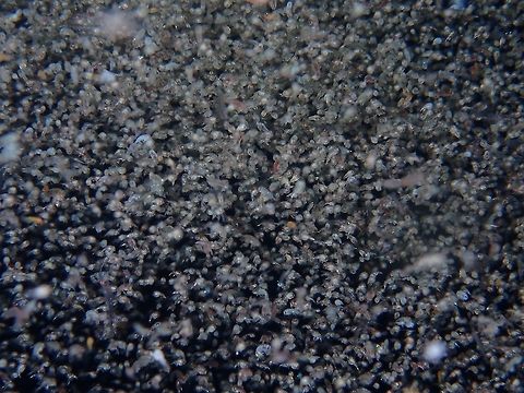Planktons This tiny critters - Planktons were attracted by the light behind our Boat at night, probably millions of them and with their presence in big numbers, several Whale Sharks showed up to feed on them.  Besides the Whale Sharks, other much smaller animals like Flyingfishes, Squids and Mantis Shrimps also came out to feast on them. Geotagged,Maldives,Planktons,Winter