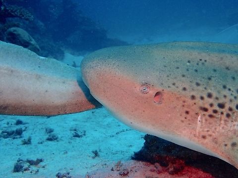 He is biting her tail :D This is a male Zebra Shark 'biting' the tail of a female Zebra Shark as part of their courting rituals.  This can go on for hours, each time when he bites/chews on her tail, she goes into a tonic immobility trance, and she might lay down upside down exposing her belly. Geotagged,Leopard Shark,Maldives,Shark,Stegostoma fasciatum,Stegostoma tigrinum,Winter,Zebra shark