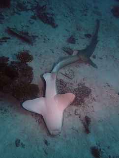 Pair of Zebra Sharks This is a pair of Zebra Sharks - Stegostoma fasciatum, seen in their courting ritual with the male shark biting the tail of the female shark.  This 'ritual' can go on for a few hours for him to get her into the 'mood' for the eventual mating.  We didn't get to see it as we ran out of bottom time :( Geotagged,Leopard Shark,Maldives,Shark,Stegostoma fasciatum,Stegostoma tigrinum,Winter,Zebra shark