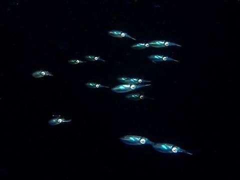 Squadron This juvenile Bigfin Reef Squids - Sepioteuthis lessoniana showed up behind our Boat, attracted by the light at night.  They were feasting among the millions of planktons that showed up too. Bigfin reef squid,Geotagged,Maldives,Sepioteuthis lessoniana,Squid,Winter