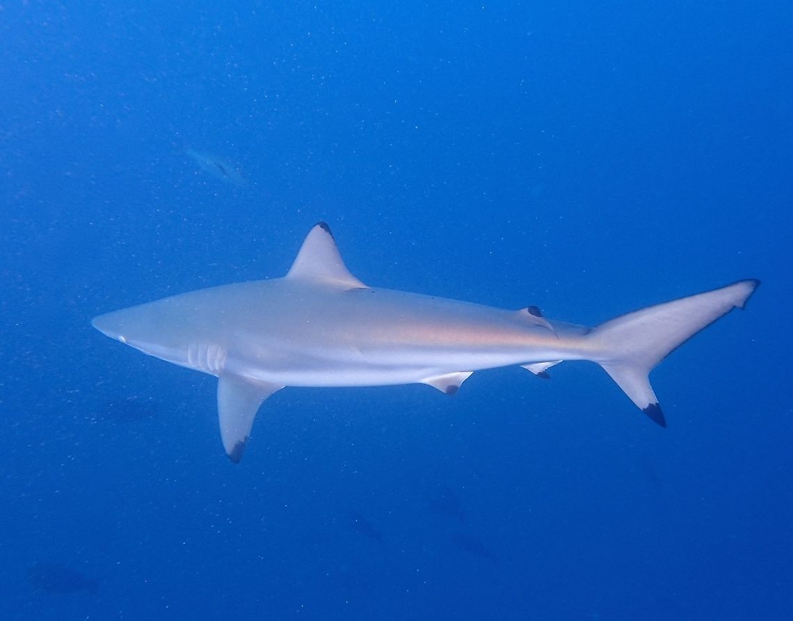 Oceanic Black Tip Shark Saw This Oceanic Black Tip Shark - Carcharhinus limbatus during a chumming dive.<br />
The Dive Operator brings a small container of small fishes and chum the waters in front of a tuna processing plant.  They had to bring the chum for the dive because the tuna factory was closed that day, hence not releasing any leftovers or carcass of tunas into the sea.  Within minutes, tens of Oceanic Black Tip Sharks showed up to check out the chums and I managed to get some video footage of them going after small pieces of fish.  After about 20 minutes of this, the chum finishes and again within minutes, all of the Sharks disappeared!  Blacktip shark,Carcharhinus limbatus,Geotagged,Maldives,Shark,Winter