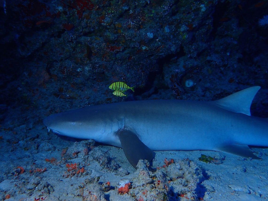 Nurse Shark with Golden Trevally friends This Nurse Shark - Nebrius ferrugineus can be very large in size, easily 3 meters or bigger.  It was resting under a ledge and was interesting to see a pair of Golden Trevally sticking around with it. Fish,Geotagged,Maldives,Nebrius ferrugineus,Nurse Shark,Shark,Winter