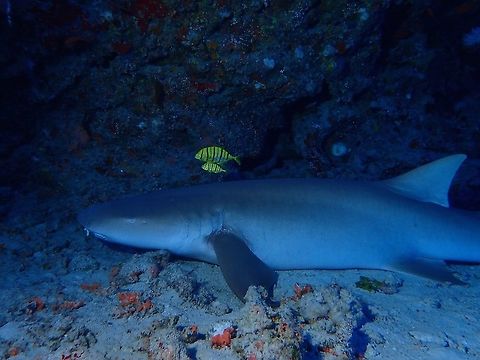Nurse Shark with Golden Trevally friends This Nurse Shark - Nebrius ferrugineus can be very large in size, easily 3 meters or bigger.  It was resting under a ledge and was interesting to see a pair of Golden Trevally sticking around with it. Fish,Geotagged,Maldives,Nebrius ferrugineus,Nurse Shark,Shark,Winter