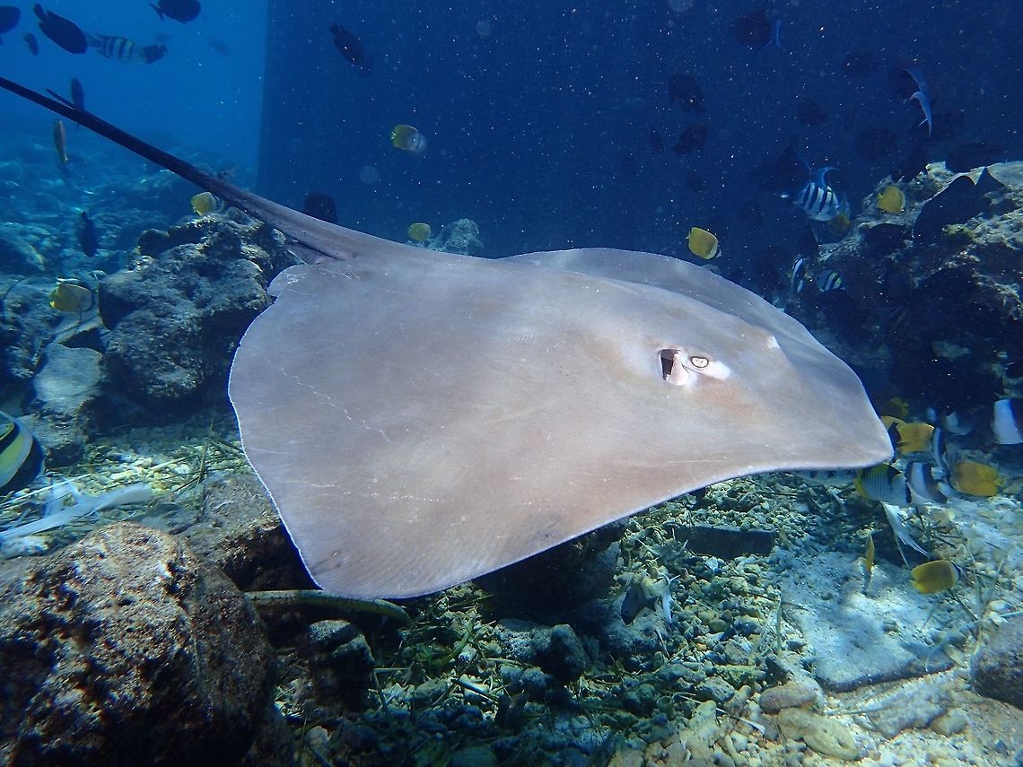 Pink Whipray - Pateobatis fai This Pink Whipray - Pateobatis fai gathers in big numbers at this dive site called Fish Tank, which is just in front of a Tuna processing plant.  The plant will discard carcasses of Tuna and Tuna heads which the Stingrays comes to feed on.  Fish,Geotagged,Himantura fai,Maldives,Pateobatis fai,Pink whipray,Ray,Spring,Stingray