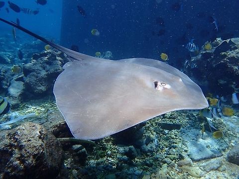 Pink Whipray - Pateobatis fai This Pink Whipray - Pateobatis fai gathers in big numbers at this dive site called Fish Tank, which is just in front of a Tuna processing plant.  The plant will discard carcasses of Tuna and Tuna heads which the Stingrays comes to feed on.  Fish,Geotagged,Himantura fai,Maldives,Pateobatis fai,Pink whipray,Ray,Spring,Stingray