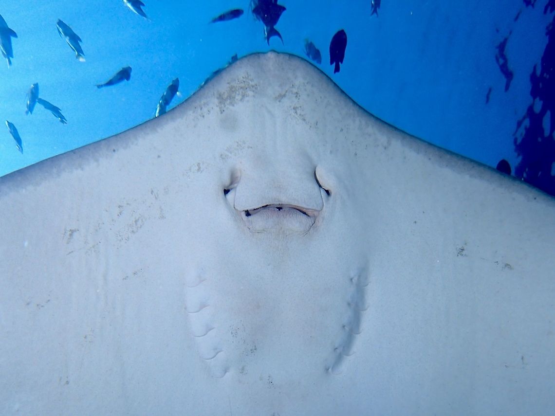From the underside Most of the time, Stingrays are bottom dwellers, preferring to bury themselves in the sand to rest/hide or ambush their prey.  However, at this dive site called Fish Tank, they swim freely in the water column and it is possible to get a picture of them from the underside to observe their mouth and gills. Fish,Geotagged,Himantura fai,Maldives,Pateobatis fai,Pink whipray,Ray,Spring,Stingray