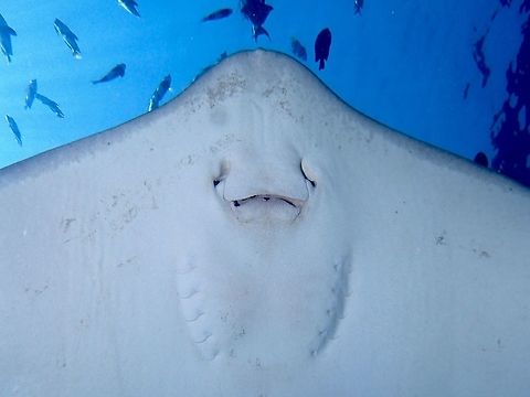 From the underside Most of the time, Stingrays are bottom dwellers, preferring to bury themselves in the sand to rest/hide or ambush their prey.  However, at this dive site called Fish Tank, they swim freely in the water column and it is possible to get a picture of them from the underside to observe their mouth and gills. Fish,Geotagged,Himantura fai,Maldives,Pateobatis fai,Pink whipray,Ray,Spring,Stingray