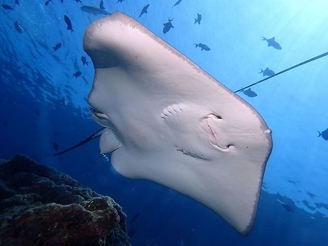 Flying by This Pateobatis fai (Himantura fai) were seen swimming in the water column which normally would still be difficult take pictures of their underbelly, however, at this dive site, it is a deep slope with big rocks/boulders formation and if one waits patiently on the sloping side of the rocks/boulders, then it is possible to have them swim above you. Fish,Geotagged,Himantura fai,Maldives,Pateobatis fai,Pink whipray,Ray,Spring,Stingray