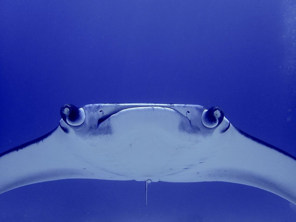 Spaceship Reef Manta - Manta alfredi is the smaller species of Manta, usually with wing span of up to 3 - 3.5 meters.<br />
They are much easier to see if there is a cleaning station, which they will visits from time to time to get cleaned by various reef fishes.  When they are in 'cleaning mode' they will hovers above a block of corals which usually house the cleaner wrasses/fishes and let them do the work.  If not disturbs, they can hovers in the same position for a few minutes or may swim away and return again as usually, there will be more than 1 Manta Ray visiting the cleaning station and they may take turns to get cleaned. Fish,Geotagged,Maldives,Manta,Manta Ray,Manta alfredi,Ray,Reef manta ray,Winter