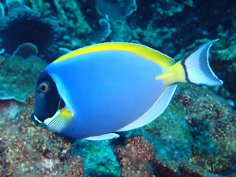 Powderblue Surgeonfish Powderblue Surgeonfish - Acanthurus leucosternon has black head and blue body, yellow dorsal fin, white ventral anal and tail fins; white patch below mouth extending to pectoral fin. The can be found in large feeding groups. Acanthurus leucosternon,Fish,Geotagged,Maldives,Powderblue surgeonfish,Summer,Surgeonfish