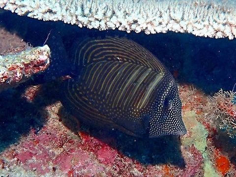 Indian Sailfin Tang The Indian Sailfin Tang - Zebrasoma desjardinii is generally gray with pattern of bars and spots on sides; enlarged dorsal and anal fins marked with pale lines; tall dark with blue spots. Fish,Geotagged,Maldives,Red Sea sailfin tang,Summer,Surgeonfish,Zebrasoma desjardinii