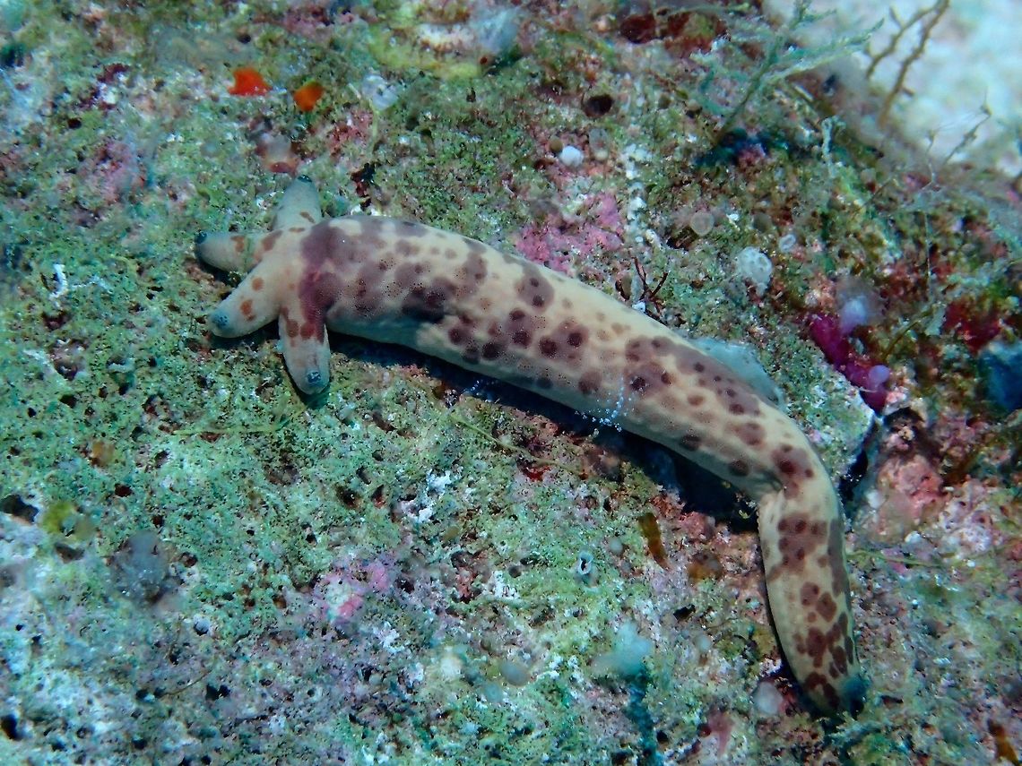 Comet Starfish The Comet Starfish - Linckia multifora is a variously colored starfish in the family Ophidiasteridae that is found in the Indian Ocean and Red Sea. Its common names include the Dalmatian Linckia, Mottled Linckia, Spotted Linckia, Multicolor Sea Star and Multi-pore Sea Star.<br />
<br />
This particular Starfish has a re-generated &#039;disc&#039;, meaning a single arm of the starfish that has been detached is growing a new disc (the central part) and from there, regrowing the additional 4 arms.  <br />
<br />
This is the reason the disc and the other 4 arms are much smaller than the 1 big arm. Geotagged,Linckia multifora,Maldives,Sea Star,Starfish,Summer