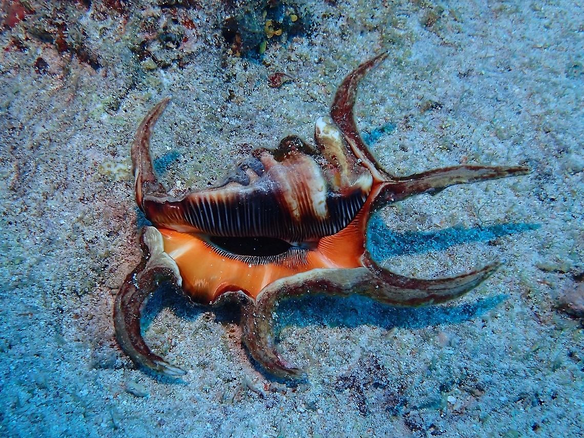 Arthritic Spider Conch The Arthritic Spider Conch - Lambis lambis is a species of large sea snail, a marine gastropod mollusk in the family Strombidae, the true conchs.<br />
<br />
This is the underside of the conch, which I turned over to take this picture to show some delicate markings on the shell.<br />
<br />
The top side of this Conch can be seen here :<br />
<br />
<figure class="photo"><a href="https://www.jungledragon.com/image/49523/arthritic_spider_conch.html" title="Arthritic Spider Conch"><img src="https://s3.amazonaws.com/media.jungledragon.com/images/2994/49523_thumb.jpg?AWSAccessKeyId=05GMT0V3GWVNE7GGM1R2&Expires=1769040010&Signature=%2FyPW6RpQogWLHtQElPoGiefkwaE%3D" width="200" height="150" alt="Arthritic Spider Conch This is the top side of the Arthritic Spider Conch, which is what one normally sees.  Their shells usually has colouration that allows them to camouflage well with their surrounding.<br />
<br />
The underside of this animal can be seen here :<br />
<br />
https://www.jungledragon.com/image/49522/arthritic_spider_conch.html<br />
 Arthritic Spider Conch,Conch,Geotagged,Lambis lambis,Maldives,Sea Shell,Spider Conch,Summer" /></a></figure><br />
 Arthritic Spider Conch,Conch,Geotagged,Lambis lambis,Maldives,Sea Shell,Spider Conch,Summer