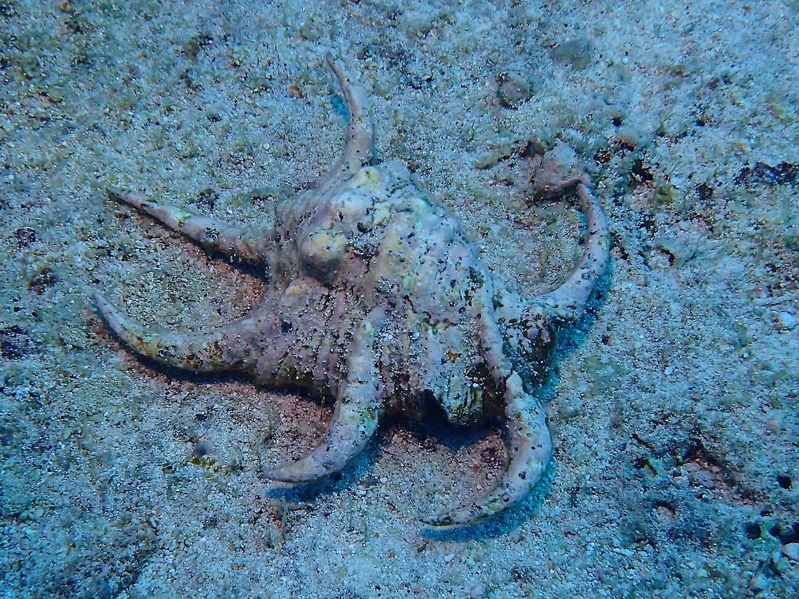 Arthritic Spider Conch This is the top side of the Arthritic Spider Conch, which is what one normally sees.  Their shells usually has colouration that allows them to camouflage well with their surrounding.<br />
<br />
The underside of this animal can be seen here :<br />
<br />
<figure class="photo"><a href="https://www.jungledragon.com/image/49522/arthritic_spider_conch.html" title="Arthritic Spider Conch"><img src="https://s3.amazonaws.com/media.jungledragon.com/images/2994/49522_thumb.jpg?AWSAccessKeyId=05GMT0V3GWVNE7GGM1R2&Expires=1759968010&Signature=Z7bz4UhCvmhVqR%2Bx%2BtAlscaxDao%3D" width="200" height="152" alt="Arthritic Spider Conch The Arthritic Spider Conch - Lambis lambis is a species of large sea snail, a marine gastropod mollusk in the family Strombidae, the true conchs.<br />
<br />
This is the underside of the conch, which I turned over to take this picture to show some delicate markings on the shell.<br />
<br />
The top side of this Conch can be seen here :<br />
<br />
https://www.jungledragon.com/image/49523/arthritic_spider_conch.html<br />
 Arthritic Spider Conch,Conch,Geotagged,Lambis lambis,Maldives,Sea Shell,Spider Conch,Summer" /></a></figure><br />
 Arthritic Spider Conch,Conch,Geotagged,Lambis lambis,Maldives,Sea Shell,Spider Conch,Summer