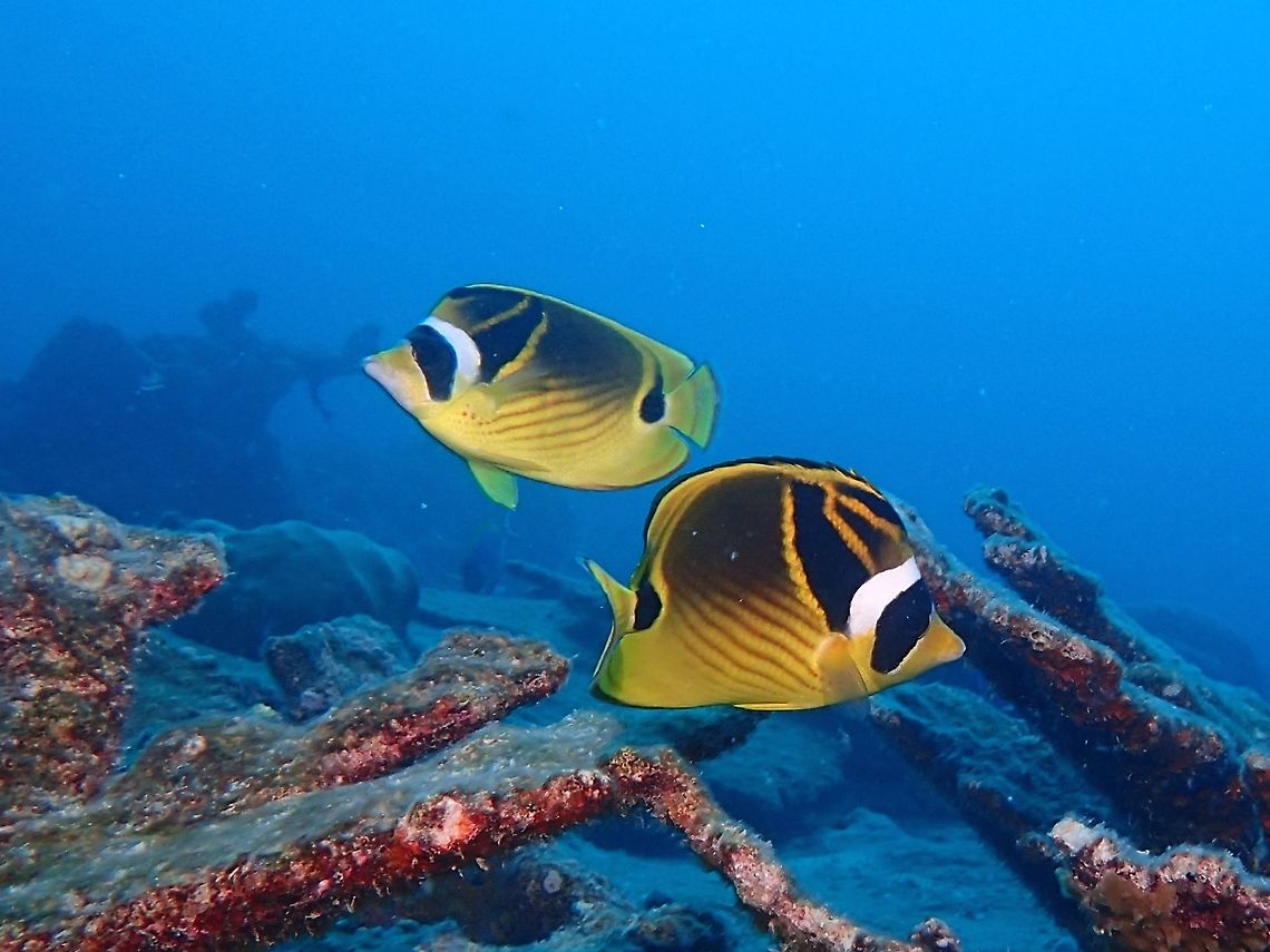 Raccoon Butterflyfish The Raccoon Butterflyfish - Chaetodon lunula is yellow-orange, with dusky back and thin dark diagonal bands; black eye band with white patch behind, connected to wide black band running to dorsal fin. Butterflyfish,Chaetodon lunula,Fish,Geotagged,Maldives,Raccoon butterflyfish,Summer