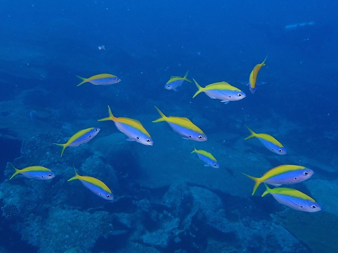 Yellowback Fusilier The Yellowback Fusilier is silvery blue with yellow nape, back and tail. They form large aggregations often mix with other fusiliers. Caesio xanthonota,Fish,Fusilier,Geotagged,Maldives,Summer,Yellowback fusilier