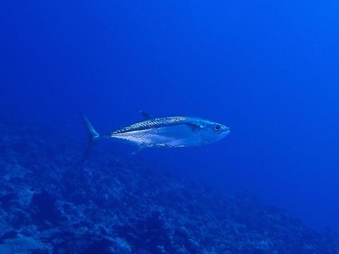 Dogtooth Tuna The Dogtooth Tuna - Gymnosarda unicolor is silver in colour; long somewhat stocky unmarked body with dorsal and anal finlets; pale tips on rear dorsal and anal fins; single lateral line. Most common tuna on coral reefs. Dogtooth tuna,Fish,Geotagged,Gymnosarda unicolor,Maldives,Summer,Tuna