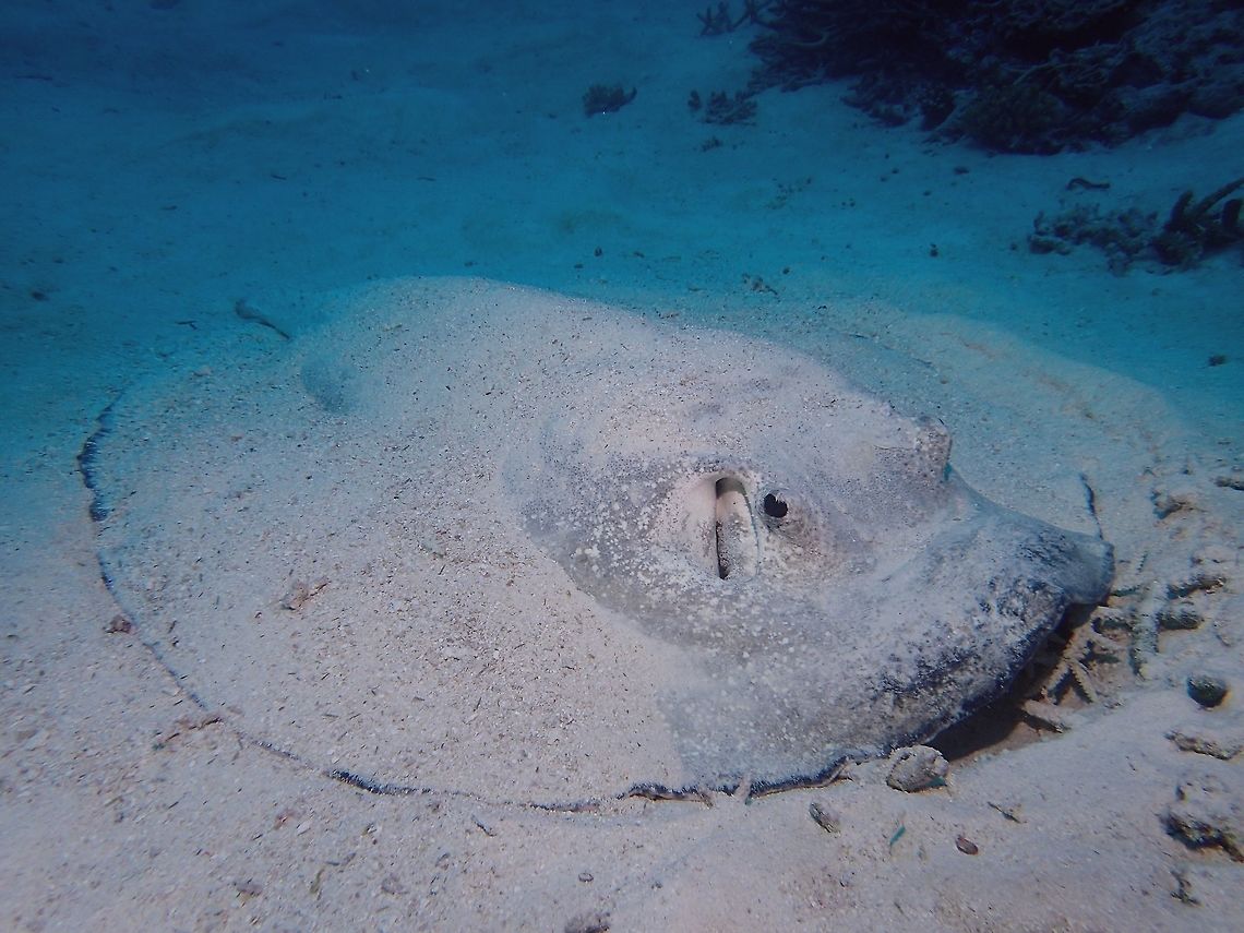 Porcupine/Thorny Stingray The Porcupine/Thorny Stingray - Urogymnus asperimus has pale gray to dark brown with numerous thorns on surface; scattering of white spots; ovate disc with humped central portion, tail about equal to disc length. Solitary, often partially buried in sand.<br />
<br />
Saw this one partially buried in sandy bottom, quite large, easily 1.5 meter wide, was not able to get better picture to show the thorns on its back.  They are considered rare among Stingray species and we were fortunate to see 2 of them during my recent trip to Maldives. Fish,Geotagged,Maldives,Ray,Stingray,Summer,Thorny Stingray,Urogymnus asperrimus,porcupine ray