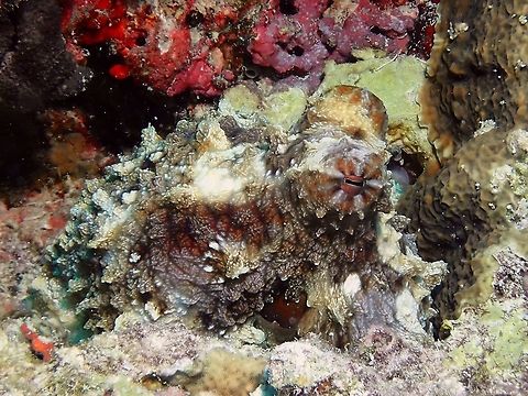 Can you see me? Day/Reef Octopus - Octopus cyanea like most Octopi can be extremely well camouflage.  In this picture, the body has taken up appendages like shapes to further blend in to its environment. Big Blue Octopus,Day Octopus,Geotagged,Maldives,Octopus,Octopus cyanea,Summer