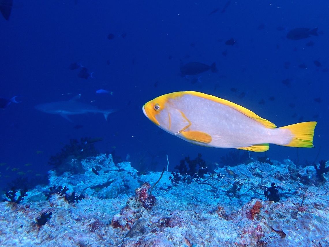 Yellow-fin Grouper This Yellow-fin Grouper - Epinephelus flavocaeruleus is also known as Blue-and-yellow Grouper with some variations of colour, this one does not show any blue at all. They are medium-sized fish, growing up to nearly 1 meter in length. Epinephelus flavocaeruleus,Fish,Geotagged,Grouper,Maldives,Summer,Yellow-fin Grouper