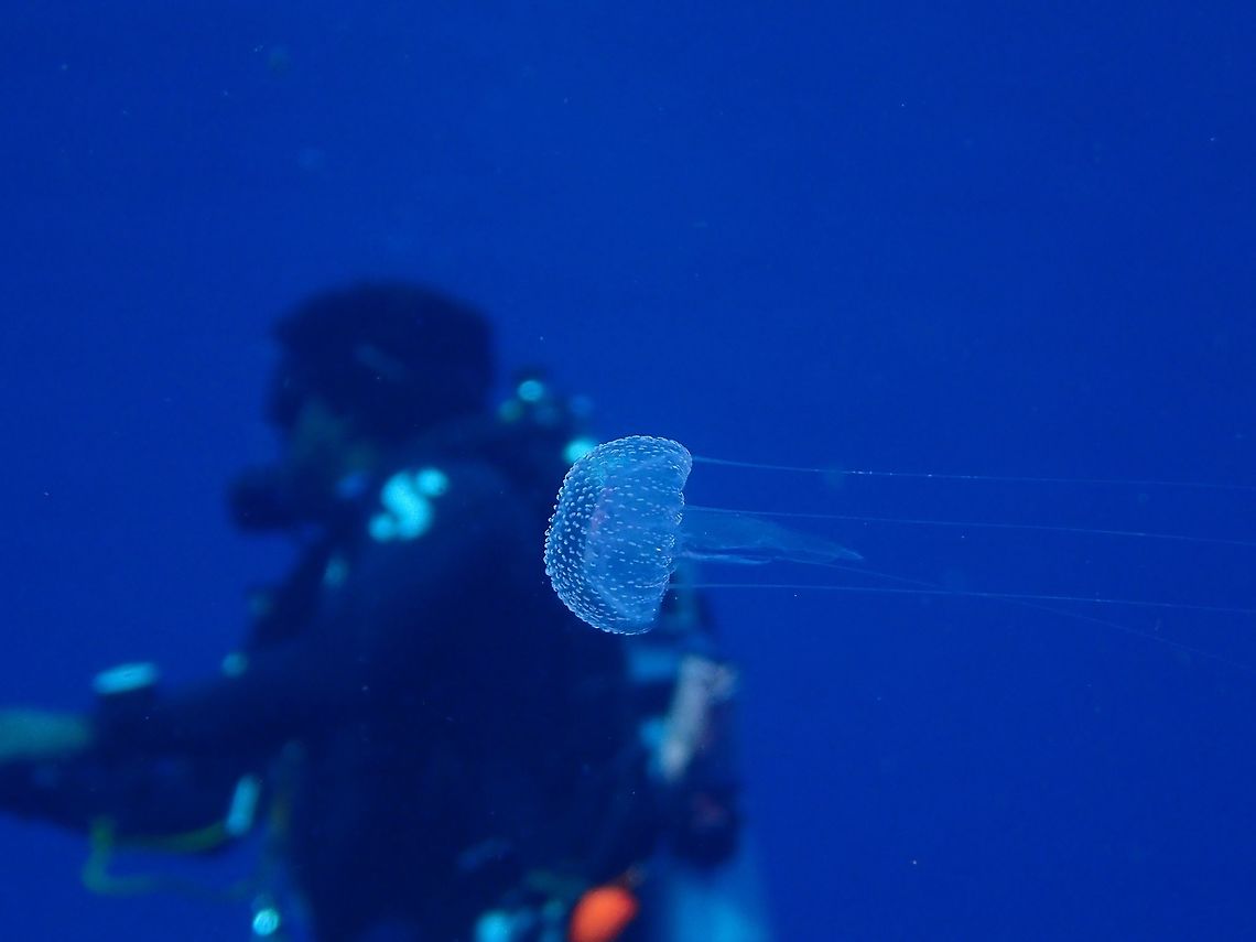 Jellyfish Like most Jellyfish, this one was translucent and very difficult to focus due to its small size, bell around 5 cm. Geotagged,Jellyfish,Maldives,Summer