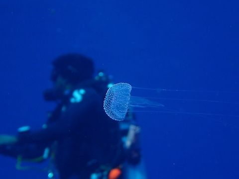 Jellyfish Like most Jellyfish, this one was translucent and very difficult to focus due to its small size, bell around 5 cm. Geotagged,Jellyfish,Maldives,Summer