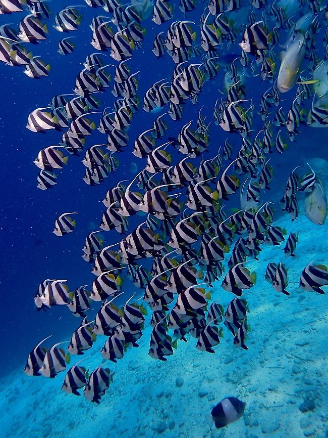 Longfin Bannerfishes This Longfin Bannerfishes - Heniochus acuminatus are also known as Pennant Bannerfish. They are white/yellow with black bands, with second black band ending at tip of anal fin, with elongated dorsal fin filament. Often found in school, this particular dive site in Maldives, they numbers in the thousands and was quite a spectacular sight.<br />
 Bannefish,Fish,Geotagged,Heniochus acuminatus,Maldives,Pennant coralfish,Spring