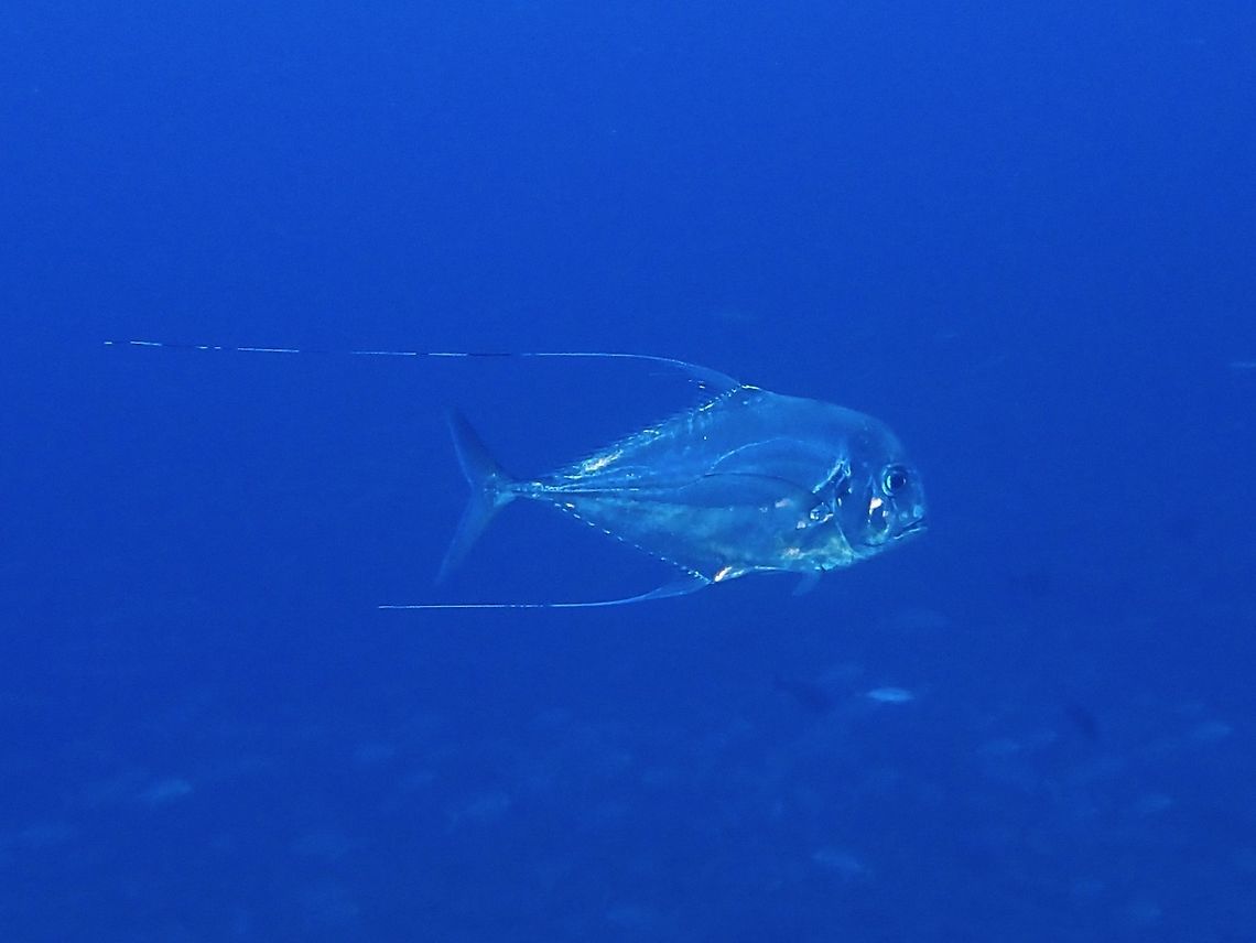 African Pompano This is a young adult phase of the African Pompano - Alectis ciliaris.  They are also known as Threadfin Trevally/Jacks.  Widely distributed, the adults are much more difficult to distinguished at a glance from other species/genus of Jacks/Trevally.  However, the juveniles and young adult obviously stands out  due to their 'threadfin' appearance of having trailing anal and dorsal fin filaments which recede with age.<br />
<br />
The juveniles are much more impressive with much longer threadfins. African pompano,Alectis ciliaris,Fish,Geotagged,Jack,Maldives,Pompano,Winter