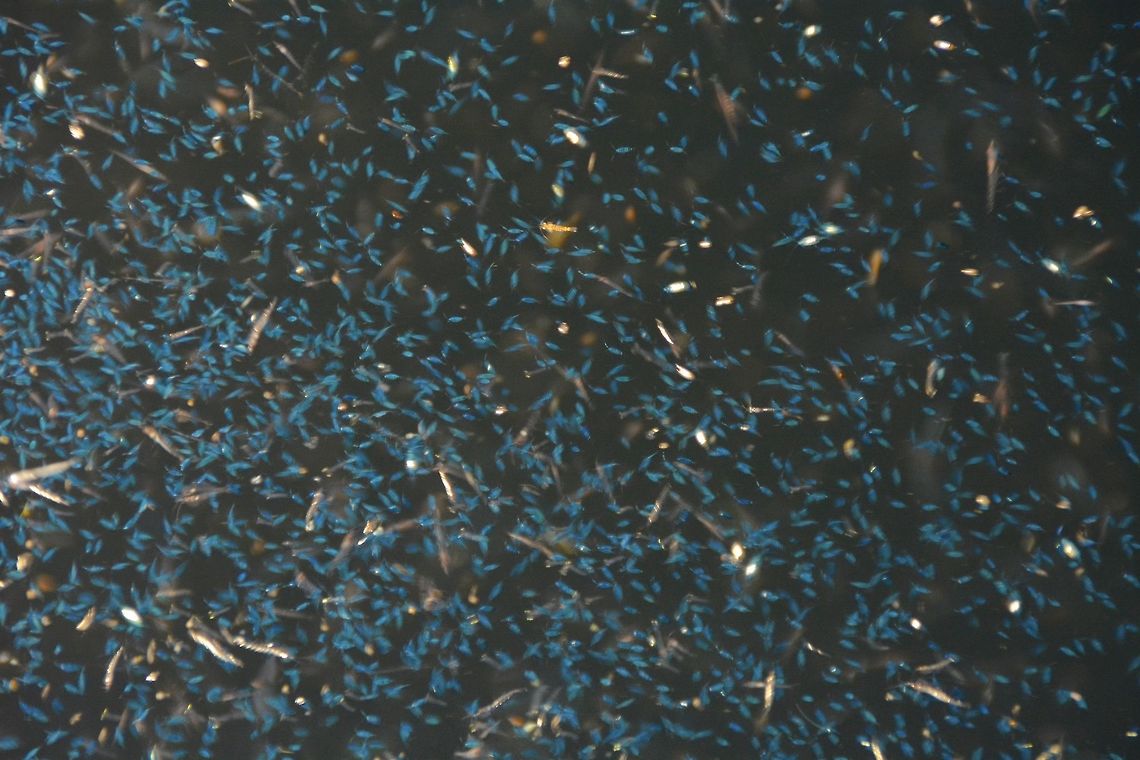 Bioluminescent Plankton There was a small gathering of Bioluminescent Plankton which was blueish in colour, they were attracted by the light behind our Boat at night.  This was not really in big numbers, just small gathering of them.  In some islands in Maldives, visitors get to see the bioluminescent effect at night when they are out at the beach.<br />
<br />
Check-out this video at You Tube for more impressive pictures of them :<br />
<br />
<section class="video"><iframe width="448" height="282" src="https://www.youtube-nocookie.com/embed/oA36Jrzppdw?hd=1&autoplay=0&rel=0" frameborder="0" allowfullscreen></iframe></section><br />
 Bioluminescent Plankton,Geotagged,Maldives,Planktons,Summer