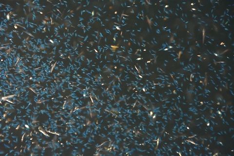 Bioluminescent Plankton There was a small gathering of Bioluminescent Plankton which was blueish in colour, they were attracted by the light behind our Boat at night.  This was not really in big numbers, just small gathering of them.  In some islands in Maldives, visitors get to see the bioluminescent effect at night when they are out at the beach.

Check-out this video at You Tube for more impressive pictures of them :

https://www.youtube.com/watch?v=oA36Jrzppdw
 Bioluminescent Plankton,Geotagged,Maldives,Planktons,Summer