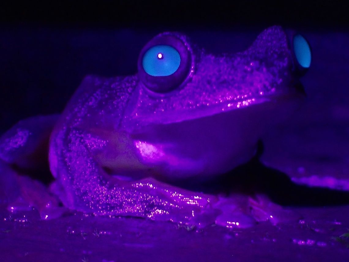 Glow in the eyes This picture of Harlequin Tree Frog - Rhacophorus pardalis was taken with UV light.  It seems to have an interesting glow from the eyes. Frog,Geotagged,Harlequin Flying Frog,Harlequin Tree Frog,Malaysia,Rhacophorus pardalis,Spring