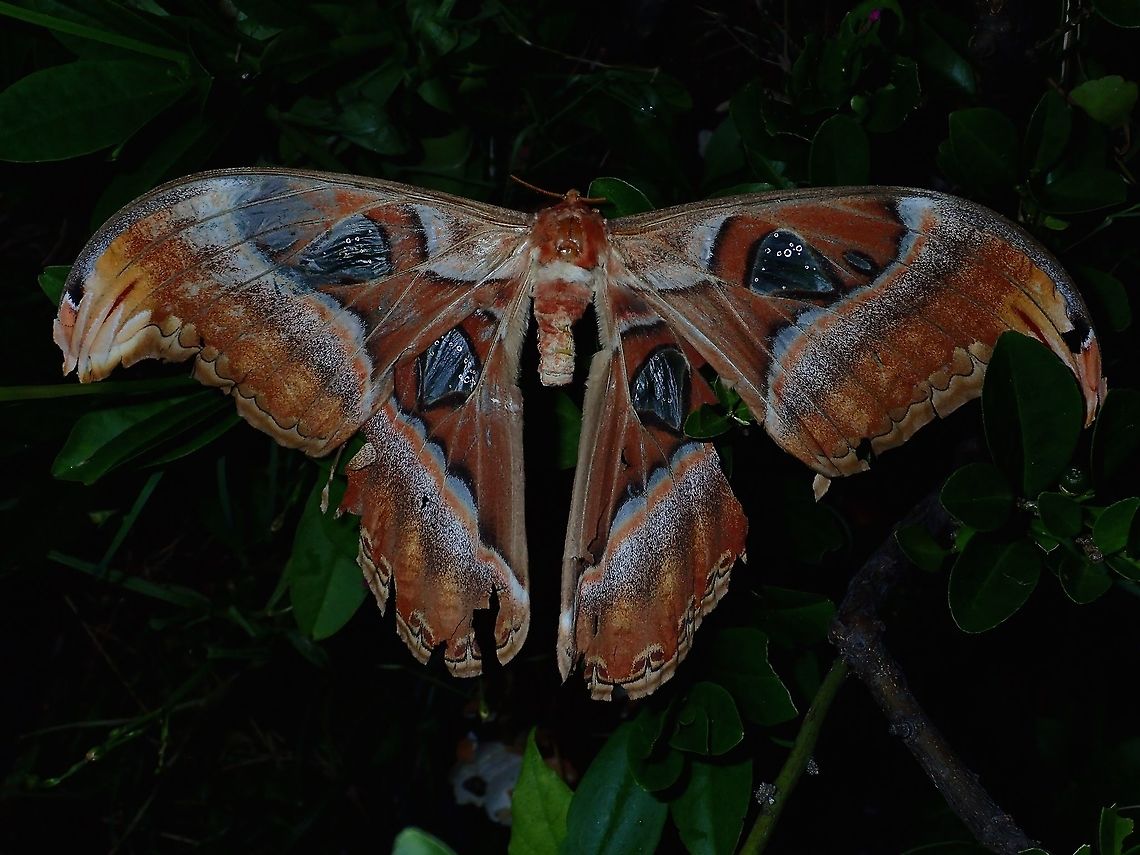 Atlas Moth Large size, around 20 cm wing span, Atlas Moth is considered among the largest moth in the world.<br />
Found this one dead in the garden :(  Atlas Moth,Attacus atlas,Geotagged,Malaysia,Spring