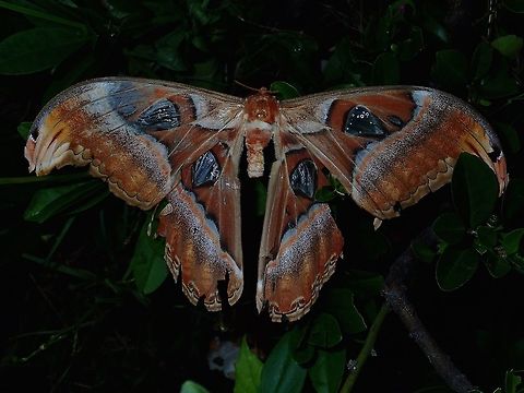 Atlas Moth Large size, around 20 cm wing span, Atlas Moth is considered among the largest moth in the world.
Found this one dead in the garden :(  Atlas Moth,Attacus atlas,Geotagged,Malaysia,Spring