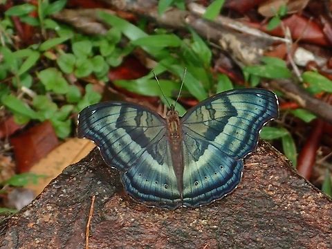Green/Blue Butterfly - Junonia sp (?)  Butterfly,Geotagged,Kubah,Malaysia,Sarawak,Spring