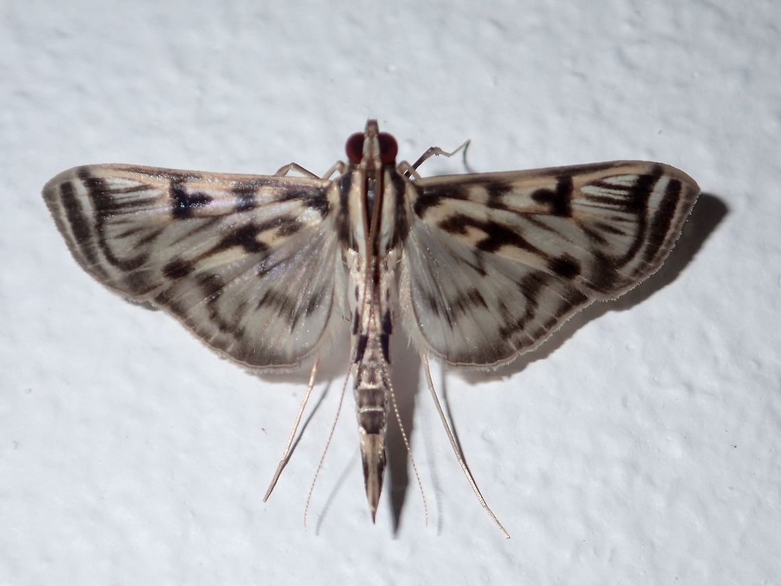 Moth Moth, attracted by light at night at Kubah National Park Geotagged,Malaysia,Moth,Rhimphalea ochalis,Spring,moth week 2018