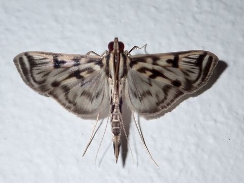 Moth Moth, attracted by light at night at Kubah National Park Geotagged,Malaysia,Moth,Rhimphalea ochalis,Spring,moth week 2018