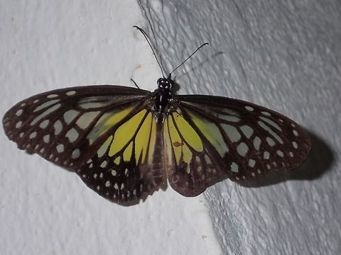 Glassy yellow Tiger Glassy yellow Tiger Butterfly - Parantica Aspasia, seen at Kubah National Park Butterfly,Geotagged,Kubah,Malaysia,Parantica aspasia,Sarawak,Spring,Yellow Glassy Tiger