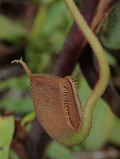 Young Pitcher Young pitcher of Nepenthes ampullaria.
Nepenthes ampullaria is a very distinctive and widespread species of tropical pitcher plant, present in Borneo, the Maluku Islands, New Guinea, Peninsular Malaysia, Singapore, Sumatra, and Thailand. Nepenthes ampullaria, unlike other members of its genus, has evolved away from carnivory and the plants are partly detritivores, collecting and digesting falling leaf litter in their pitchers. Geotagged,Malaysia,Nepenthes ampullaria,Pitcher plant,Spring