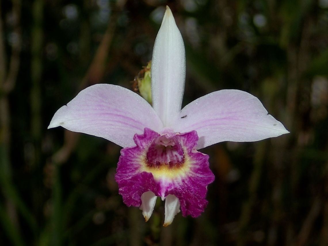 Bamboo Orchid Bamboo Orchid - Arundina graminifolia, most common Orchid to be found around Kubah National Park, some were replanted around the Park Headquarters, they can easily be seen on the road side going up to Mt. Serapi Arundina graminifolia,Bamboo orchid,Geotagged,Malaysia,Orchid,Spring