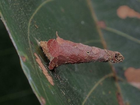 Bagworm - Psychidae Not sure, but could be a bagworm caterpillar? Bagworm,Geotagged,Kubah,Malaysia,Moth,Psychidae,Sarawak,Spring
