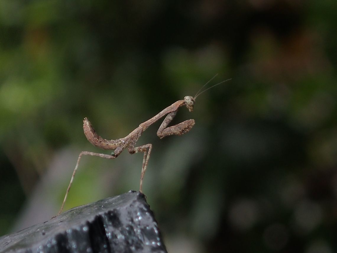 Top of the Block Nymph of Preying Mantis, on the look out on top of a wooden block.<br />
 Geotagged,Kubah,Malaysia,Praying Mantis,Sarawak,Spring