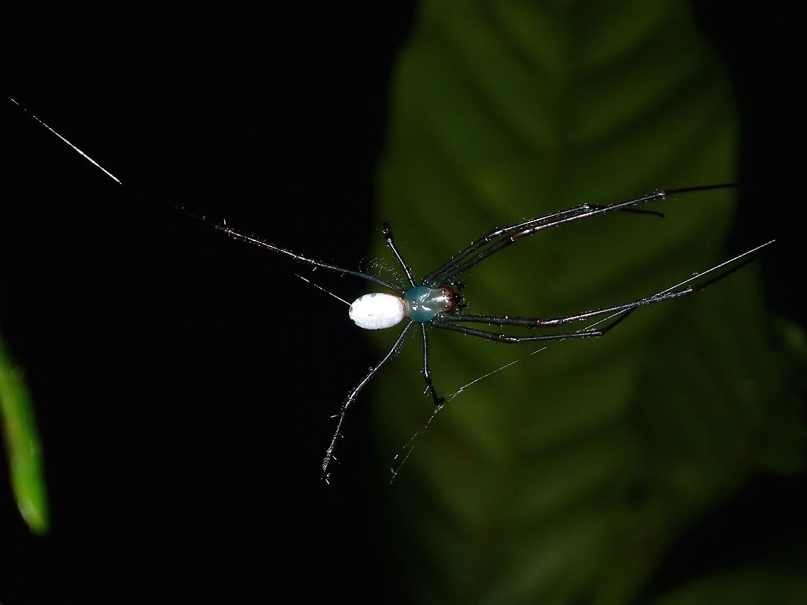 Spider Small Spider, less than 1 cm in size with white abdomen and green thorax/head. Geotagged,Kubah,Leucauge sabahan,Malaysia,Sarawak,Spider,Spring