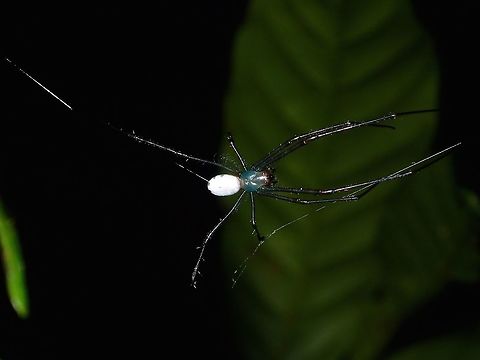Spider Small Spider, less than 1 cm in size with white abdomen and green thorax/head. Geotagged,Kubah,Leucauge sabahan,Malaysia,Sarawak,Spider,Spring