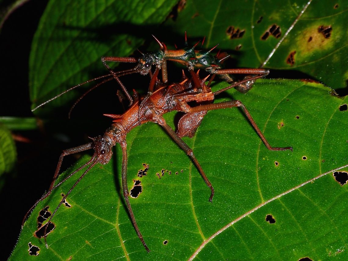 Spiny Couple Pair of Phasmids - Epidares nolimetangere.<br />
Male is the smaller one on top, he is very spiny, from where they get their common name, Touch-me-not Stick Insect.  Males also has some greenish patch on their body.  Females are bigger with smaller spines and mostly brown in colour. Epidares nolimetangere,Geotagged,Malaysia,Spring,Touch-me-not Stick Insect