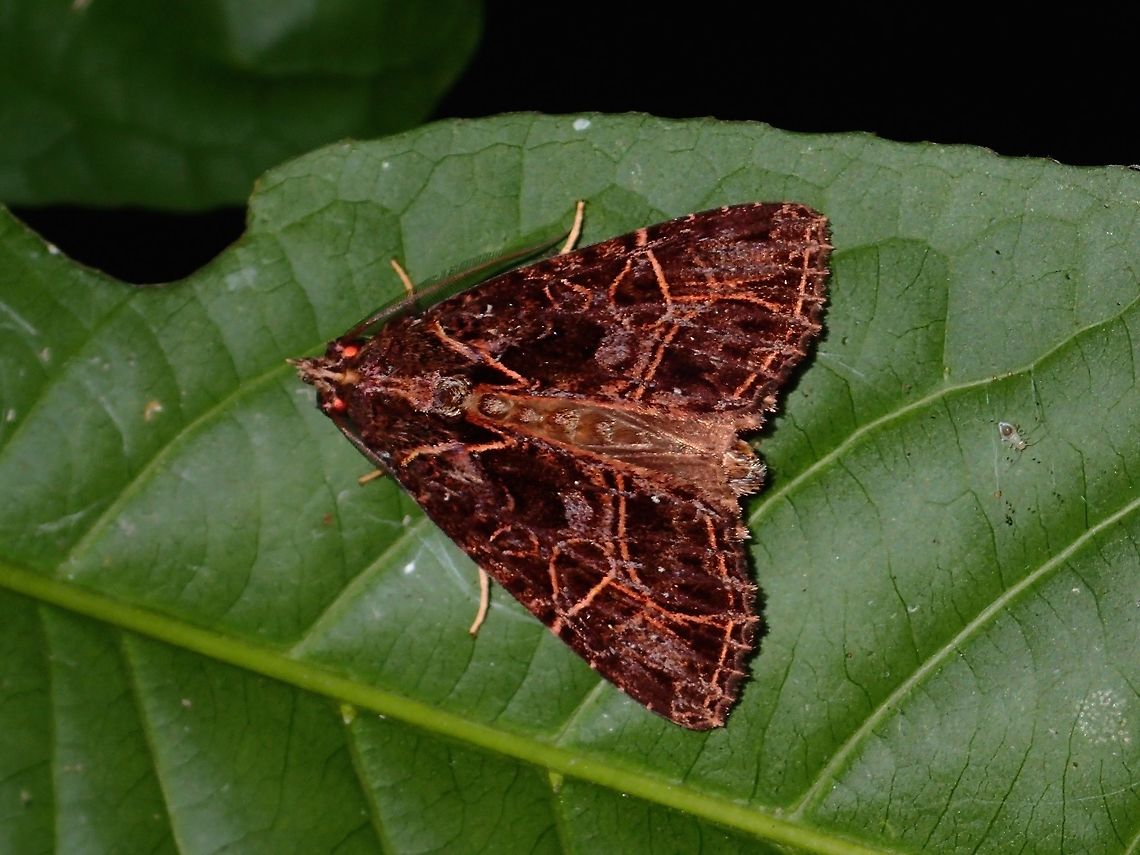 Noctuid Moth Noctuid Moth - Ancara replicans, brown coloured with intrinsic markings on its wings.<br />
<br />
This is supposedly a rare Moth.<br />
ID given by Dr. Roger Kendrick.<br />
Reference : <br />
<a href="http://www.mothsofborneo.com/part-12/amphipyrinae/amphipyrinae_16_1.php" rel="nofollow">http://www.mothsofborneo.com/part-12/amphipyrinae/amphipyrinae_16_1.php</a><br />
Ancara replicans,Geotagged,Kubah,Malaysia,Moth,Replicans Noctuid Moth,Sarawak,Spring