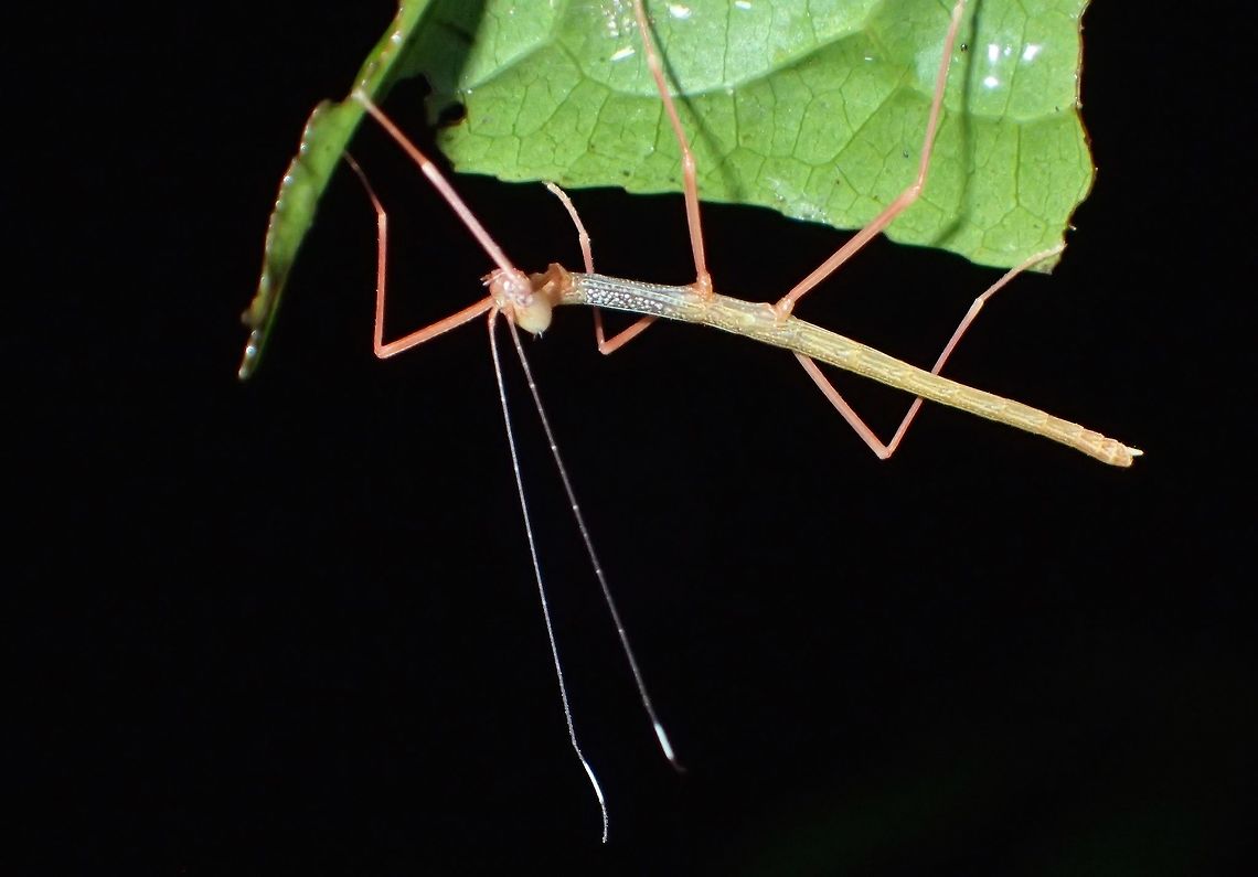 Phasmid - Paradiacantha acanthocephala Nymph of Stick Insect/Phasmid - Paradiacantha acanthocephala.<br />
This species has a distinctive V-spines on its head. Geotagged,Kubah,Malaysia,Paradiacantha acanthocephala,Phasmid,Sarawak,Spring,Stick insect